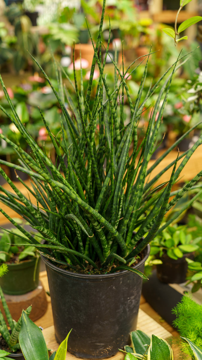 sansevieria fernwood vs cylindrica Mikado Snake Plant – Plant Detectives