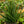 Load image into Gallery viewer, Fernwood Mikado Snake Plant