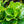Load image into Gallery viewer, Dwarf Fiddle Leaf Fig