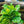 Load image into Gallery viewer, Fiddle Leaf Fig - Ficus - Houseplants