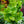 Load image into Gallery viewer, Dwarf Fiddle Leaf Fig