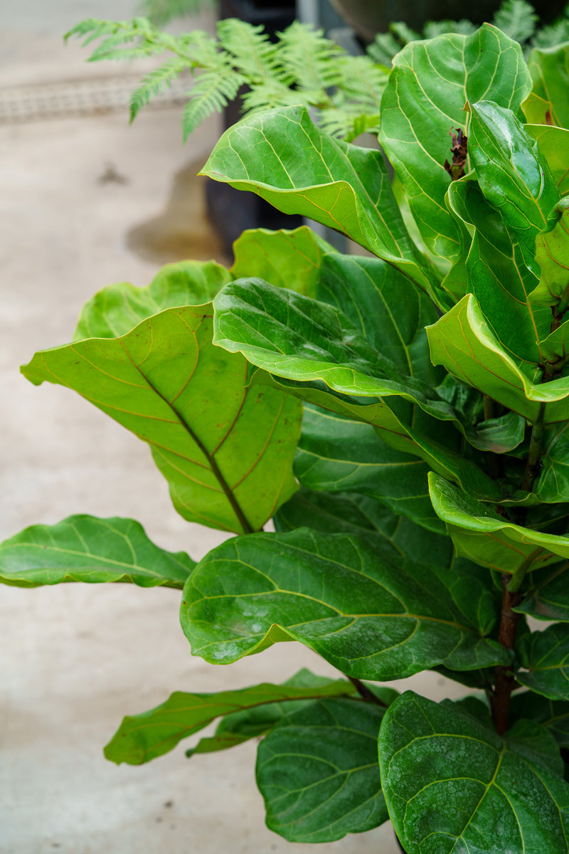 tall skinny fiddle leaf fig Dwarf Fiddle Leaf Fig – Plant Detectives