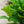 Load image into Gallery viewer, Dwarf Fiddle Leaf Fig