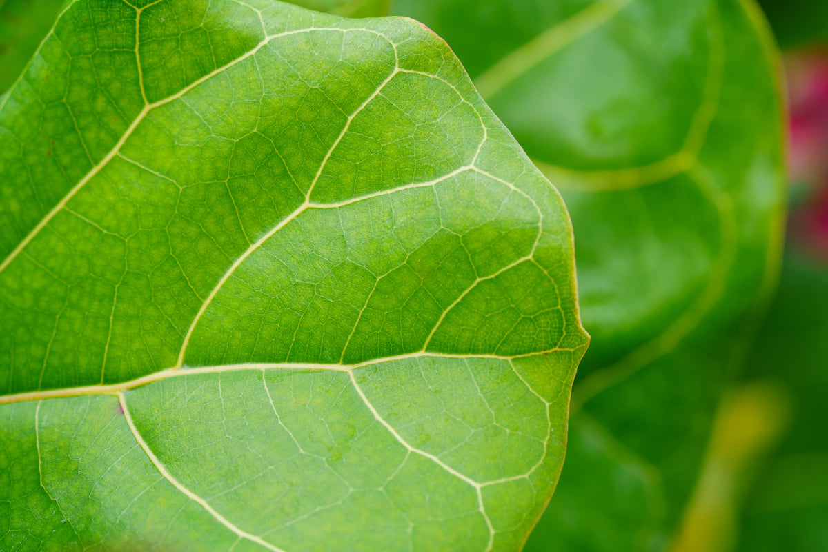 fiddle leaf fig tiny leaves Dwarf Fiddle Leaf Fig – Plant Detectives
