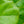 Load image into Gallery viewer, Dwarf Fiddle Leaf Fig