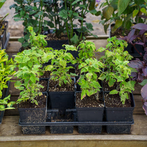 Fiesta del Sol Mexican Sunflower