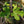 Load image into Gallery viewer, Fignomenal Fig