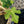 Load image into Gallery viewer, Fignomenal Fig
