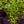 Load image into Gallery viewer, Fiji Rose of Sharon