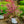 Load image into Gallery viewer, Fine Wine Weigela
