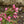 Load image into Gallery viewer, Fine Wine Weigela