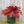 Load image into Gallery viewer, Fire Alarm Coral Bells