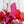 Load image into Gallery viewer, Fire Alarm Coral Bells