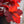 Load image into Gallery viewer, Fire Chief Coral Bells