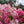 Load image into Gallery viewer, Fire Light Hydrangea - Hydrangea - Shrubs