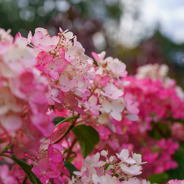 Fire Light Panicle Hydrangea