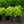 Load image into Gallery viewer, Fire Power Heavenly Bamboo