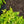 Load image into Gallery viewer, Fire Power Heavenly Bamboo