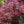 Load image into Gallery viewer, Fireball Japanese Maple - Japanese Maple - Japanese Maples