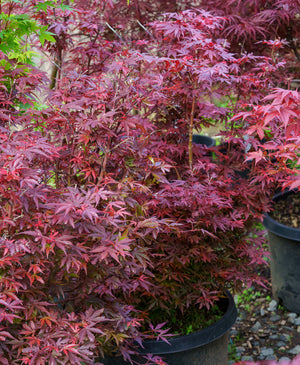 Fireball Japanese Maple - Japanese Maple - Japanese Maples