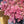 Load image into Gallery viewer, Firecracker Stonecrop