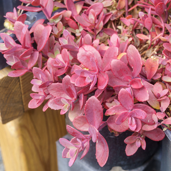 Firecracker Stonecrop