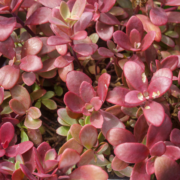 Firecracker Stonecrop