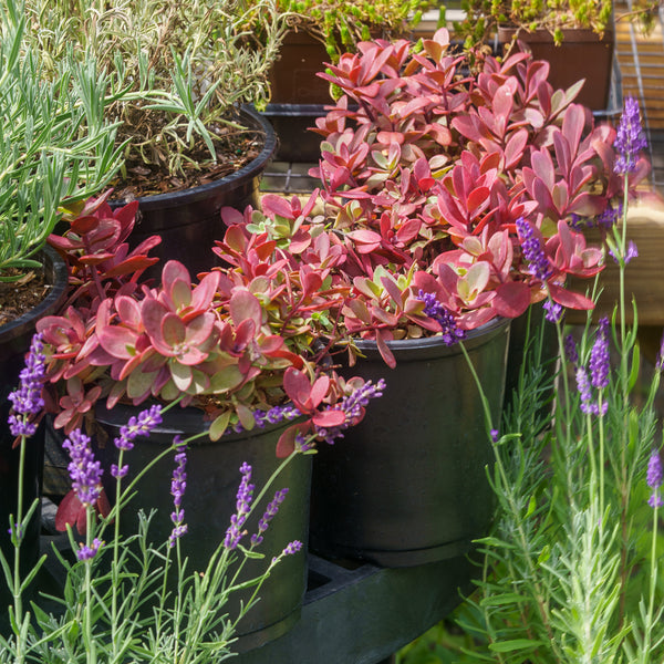 Firecracker Stonecrop