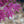 Load image into Gallery viewer, Fireglow Japanese Maple - Japanese Maple - Japanese Maples