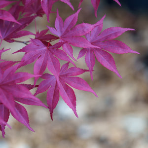 Fireglow Japanese Maple - Japanese Maple - Japanese Maples