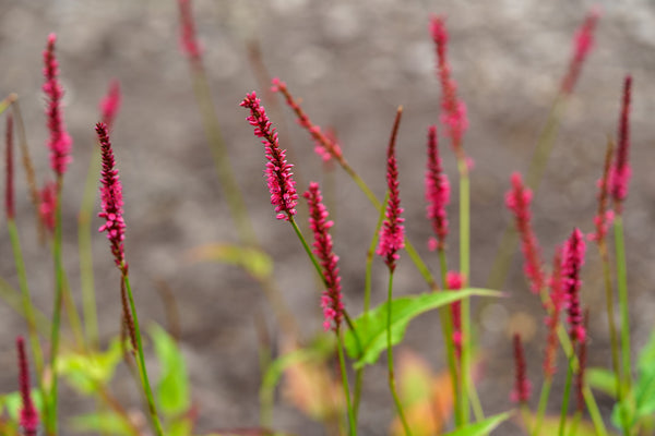 Firetail Knotweed