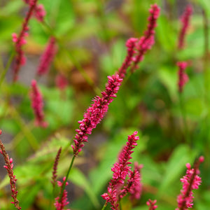 Firetail Knotweed