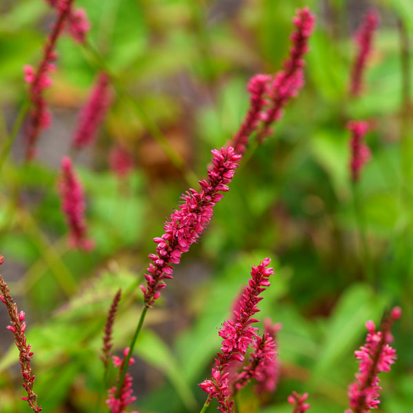 Firetail Knotweed