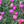 Load image into Gallery viewer, Firewitch Dianthus