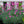 Load image into Gallery viewer, Firewitch Dianthus
