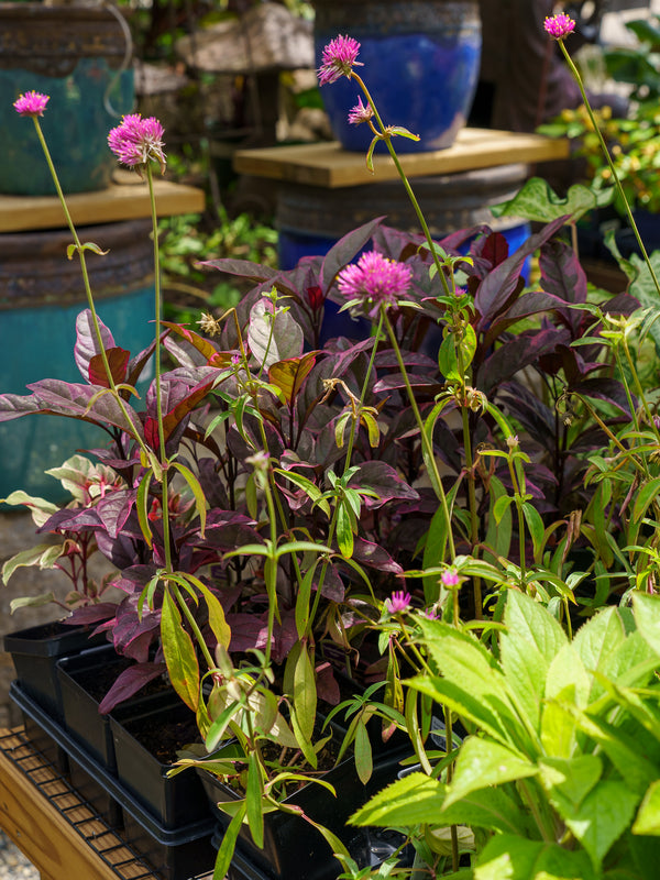 Fireworks Globe Amaranth