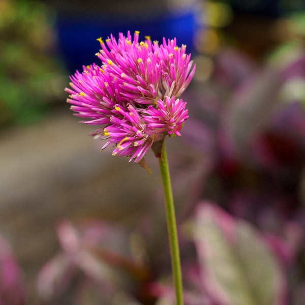 Fireworks Globe Amaranth