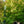 Load image into Gallery viewer, First Flame Maple