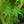 Load image into Gallery viewer, First Flame Maple