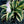 Load image into Gallery viewer, First Frost Hosta