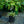 Load image into Gallery viewer, First Frost Hosta