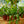 Load image into Gallery viewer, Fishbone Cactus
