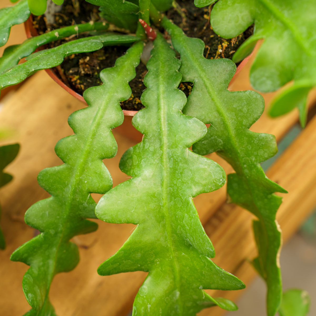 Fishbone Cactus – Plant Detectives