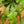 Load image into Gallery viewer, Fishbone Cactus