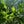Load image into Gallery viewer, Fishtail Palm