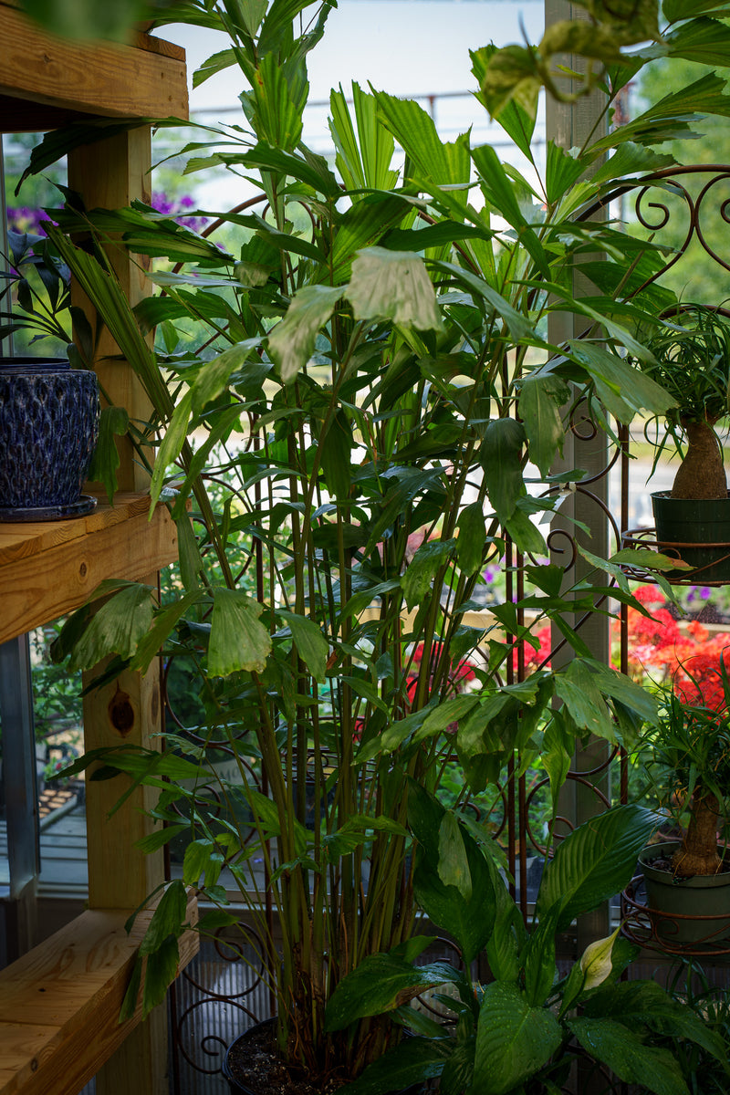 big leaf palm plants Fishtail Palm – Plant Detectives
