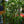 Load image into Gallery viewer, Fishtail Palm