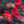 Load image into Gallery viewer, Flame Amur Maple