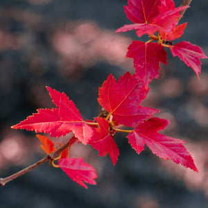 Flame Amur Maple