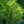 Load image into Gallery viewer, Flame Amur Maple - Maple - Shade Trees